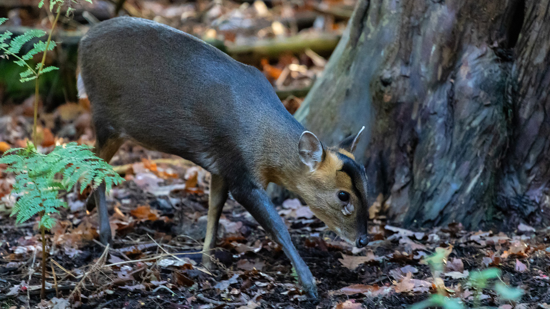 Muntjac dear in forest